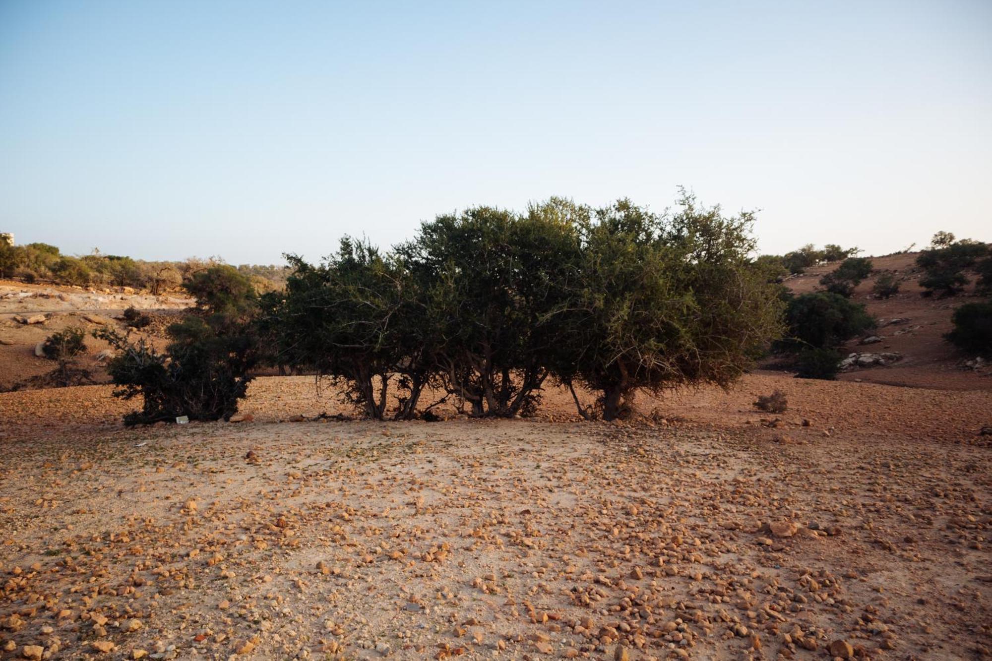 Argan Oasis Studio, Poolside Retreat Near Taghazout Apartment *